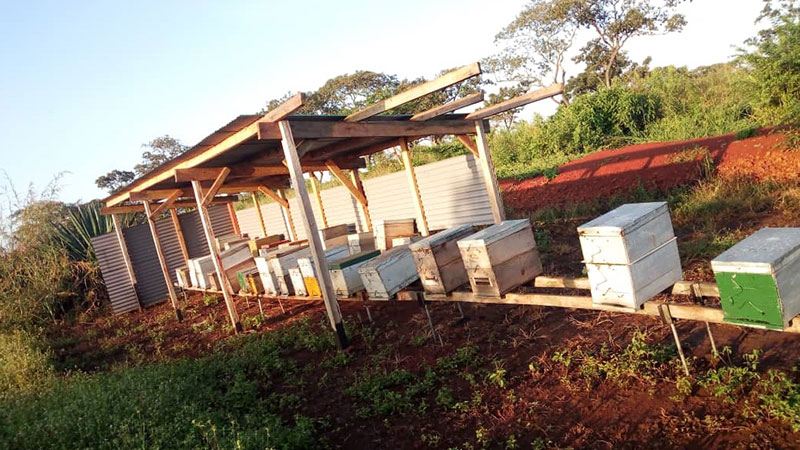 Our new bee shed near Karuma. We have bee bee keeping in Uganda since 2009.
