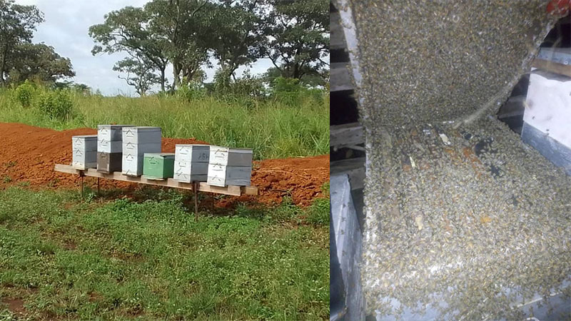 Beekeeping in Uganda