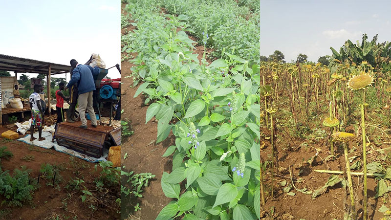 Trials of different crops to compliment bee keeping.