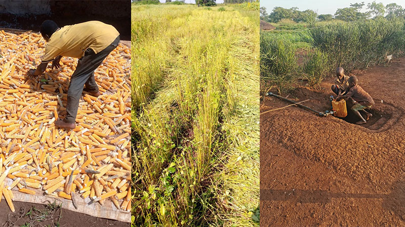 Pop corn harvesting | The chia harvest has started | Local children collecting rain water